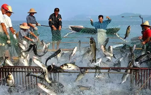 智慧漁業(yè) 水產(chǎn)養(yǎng)殖的新風(fēng)與畜牧漁業(yè)飼料的綠色轉(zhuǎn)型